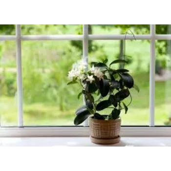 Organic Jasmine Plant