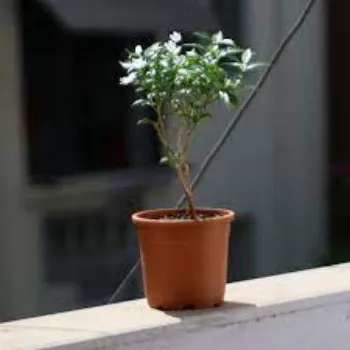 Organic Jasmine Plant Manufacturer