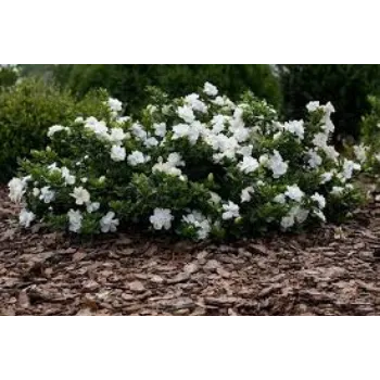 Fresh Jasmine Plant Manufacturer
