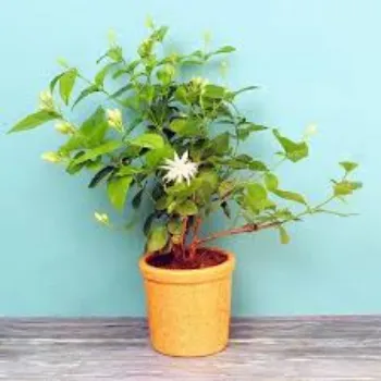 Organic Jasmine Plant Manufacturer