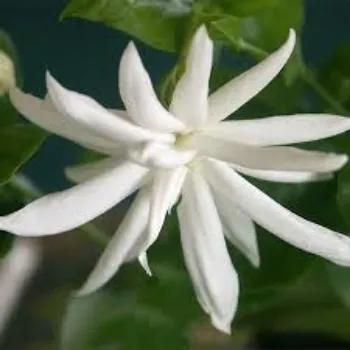 Organic Jasmine Plant Manufacturer