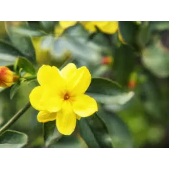 Natural Jasmine Plant Manufacturer