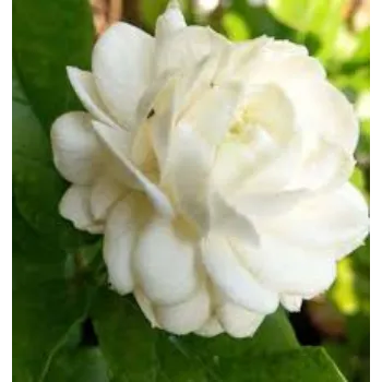Organic Jasmine Plant Manufacturer