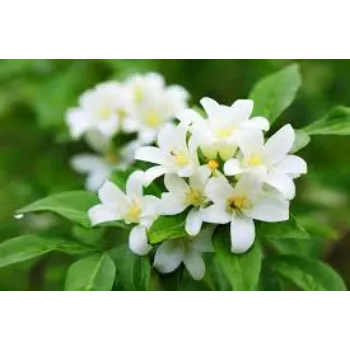 Fresh Jasmine Plant Exporter