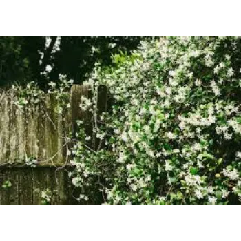 Natural Jasmine Plants
