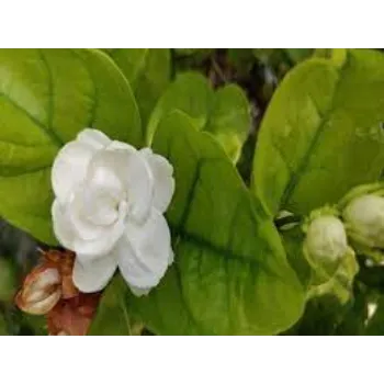Organic Jasmine Plants