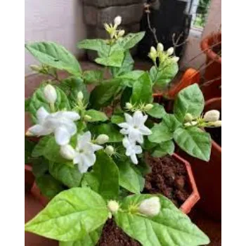 organic Jasmine Plants