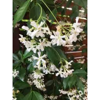  Organic Jasmine Plants