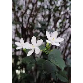 Roshni Agri forestry Jasmine Plants