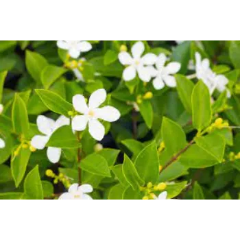 Natura lJasmine Plants