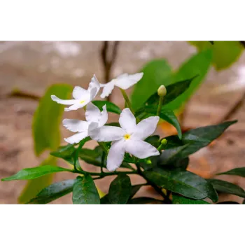 Jasmine Plants
