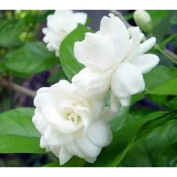 Organic Jasmine Plants