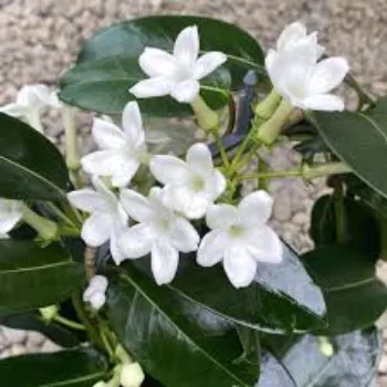 Common Jasmine Plants