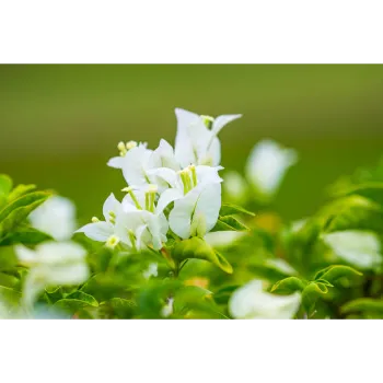 Jasmine Plants