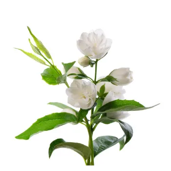 Jasmine Plants