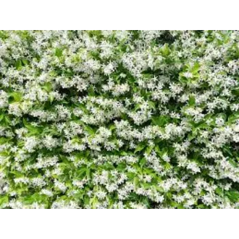 Jasmine Plants