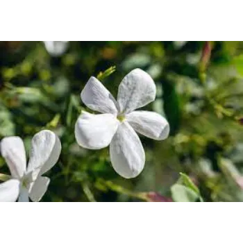 Natural Jasmine Plants