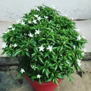 Organic  Jasmine Plants