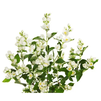 Natural Jasmine Plants