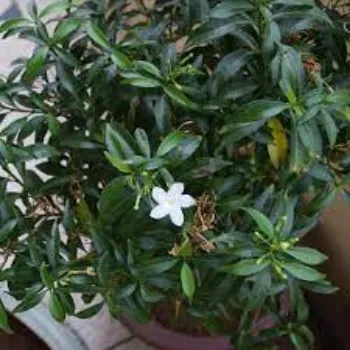  Organic  Jasmine Plants