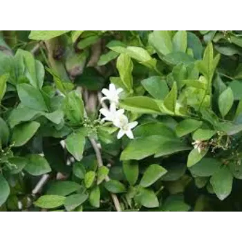 natural Jasmine Plants
