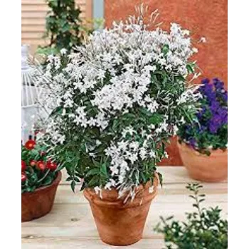 Natural Jasmine Plants