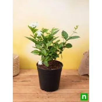Organic Jasmine Plants