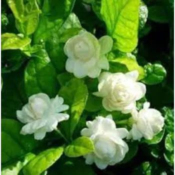Organic Jasmine  Plants
