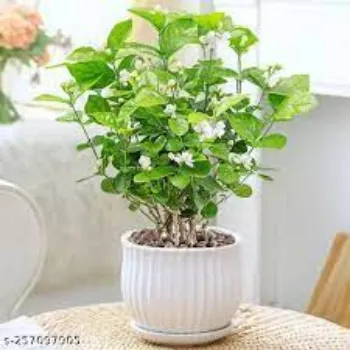 Natural Jasmine Plants