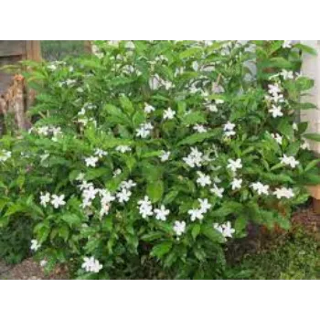 Common Jasmine Plants