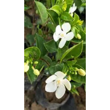 Natural Jasmine Plants