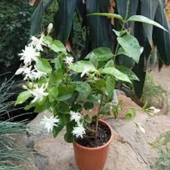 Natural Jasmine Plants