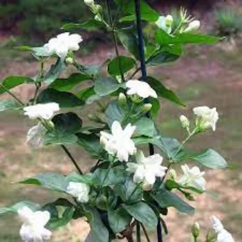 Natural Jasmine Plants