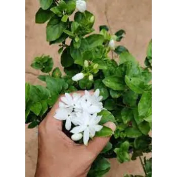 Organic Jasmine Plants