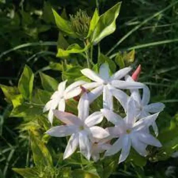 Organic Jasmine Plant Manufacturer