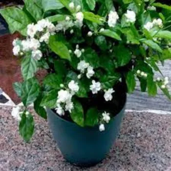 Organic Jasmine Plant