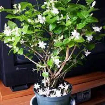 Common Jasmine Sambac Plant Exporter