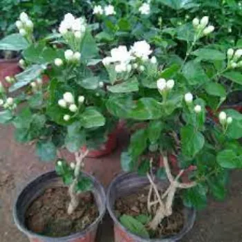 Organic Jasmine Plant Retailer
