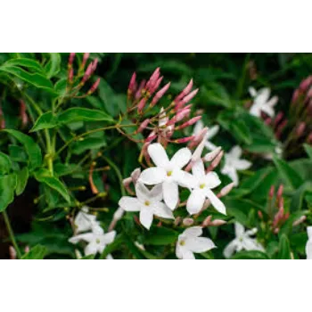 Organic Jasmine Plant