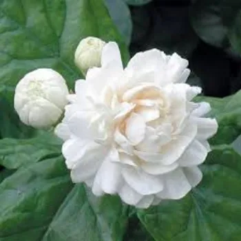 Organic Jasmine Plant Manufacturer