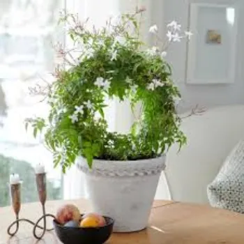 Common Jasmine Plant