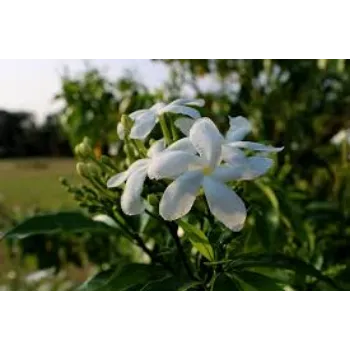 Fresh Jasmine Flower