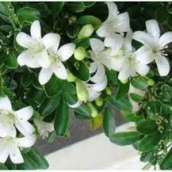 Organic Jasmine Plant Manufacturer