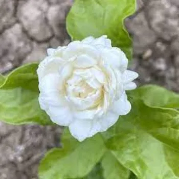 Organic Jasmine Plant Exporter