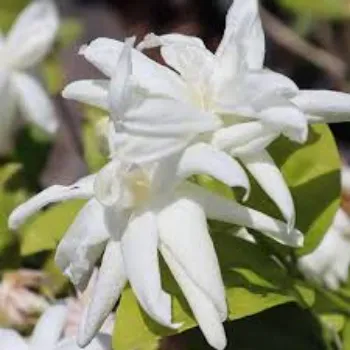 Natural Jasmine Plants Manufacturer