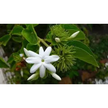 Organic Jasmine Plant