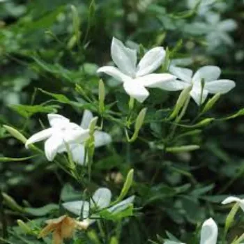 Organic Arabian Jasmine Plant
