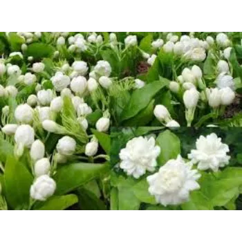 Natural Jasmine Plant