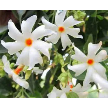 Natural Jasmine Plant