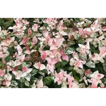 Organic Jasmine Plant